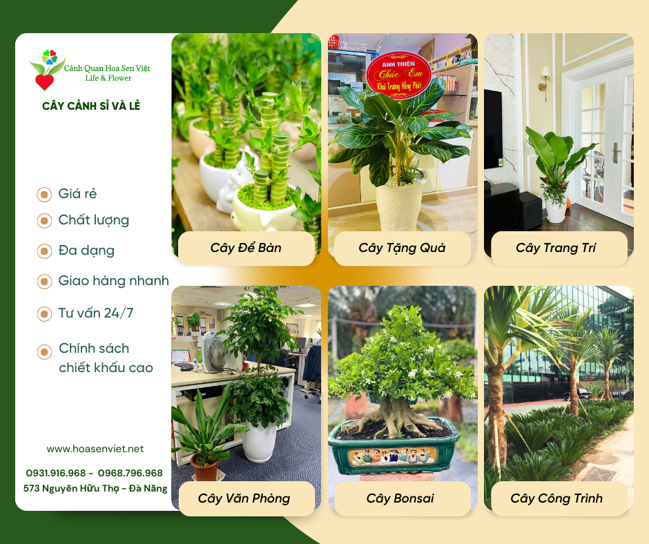 Quà tặng cây cảnh tại Đà Nẵng được Hoa Sen Việt ưu tiên hàng đầu