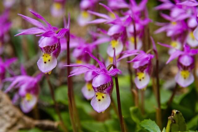Spider Orchid – Hoa Lan nhện