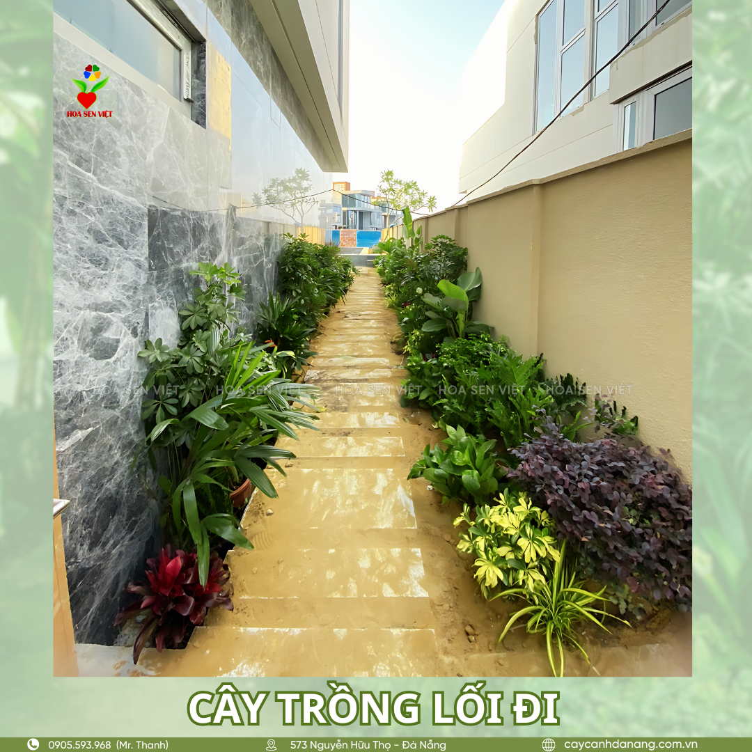 Trồng cây lối đi, phong cách thiết kế sân vườn villa hiện đại phổ biến - Thiết kế và thi công sân vườn Đà Nẵng