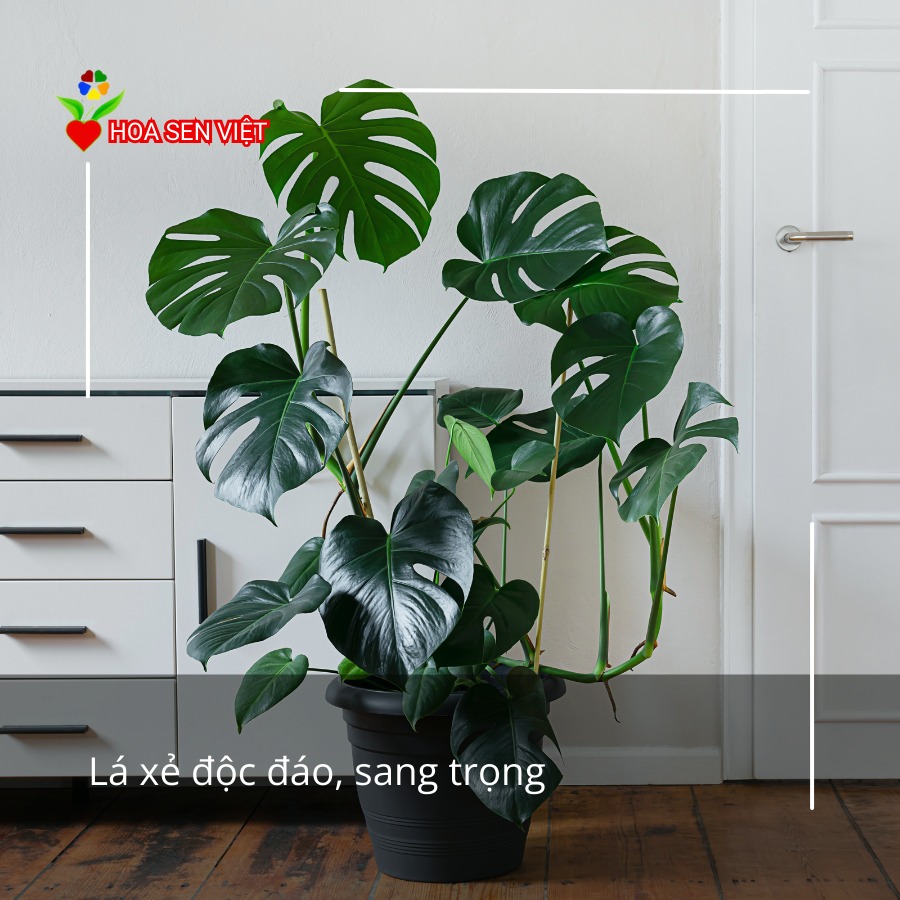 trau ba monstera caycanhdanang