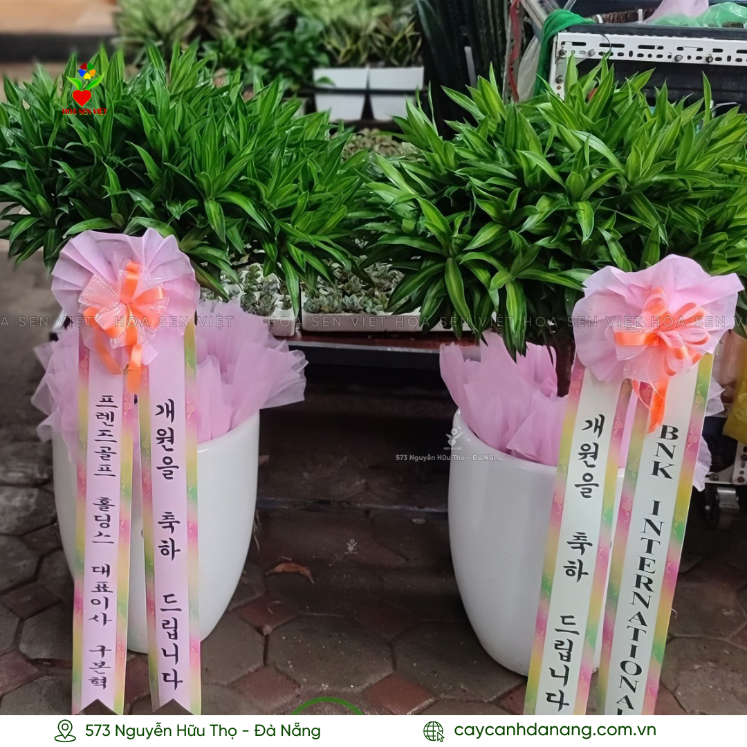 Cây Hàn Quốc tặng khai trương tại Đà Nẵng với cây trúc bách hợp phong thủy