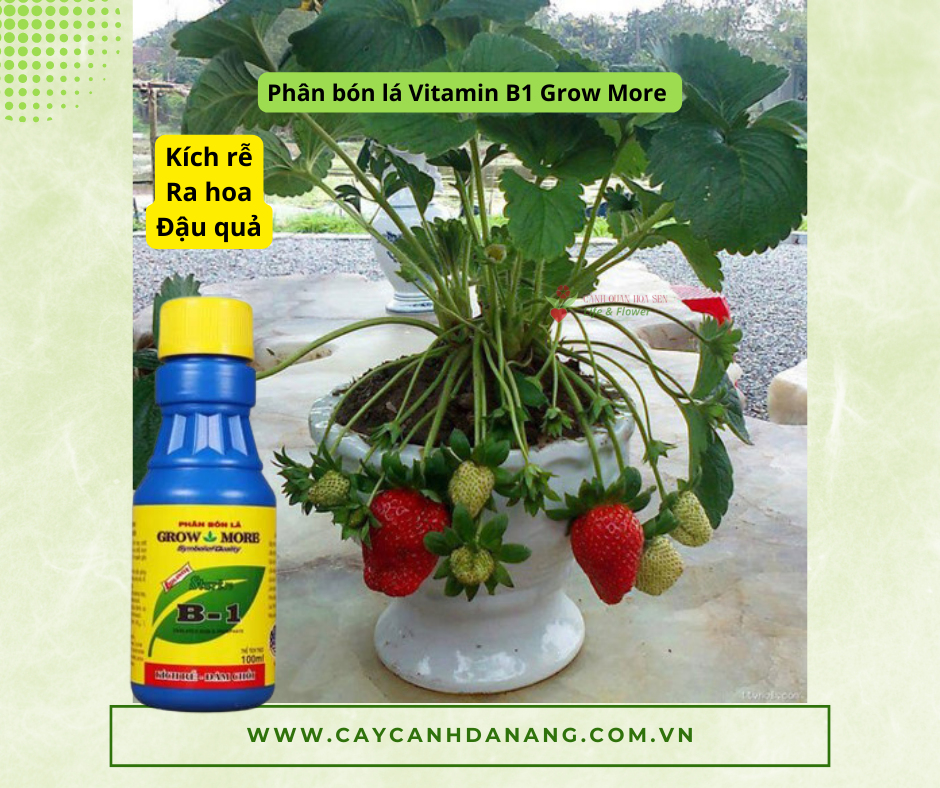Phân bón B1 kích hoa lá rễ khoẻ - Vật tư nông nghiệp Hoa Sen Việt 