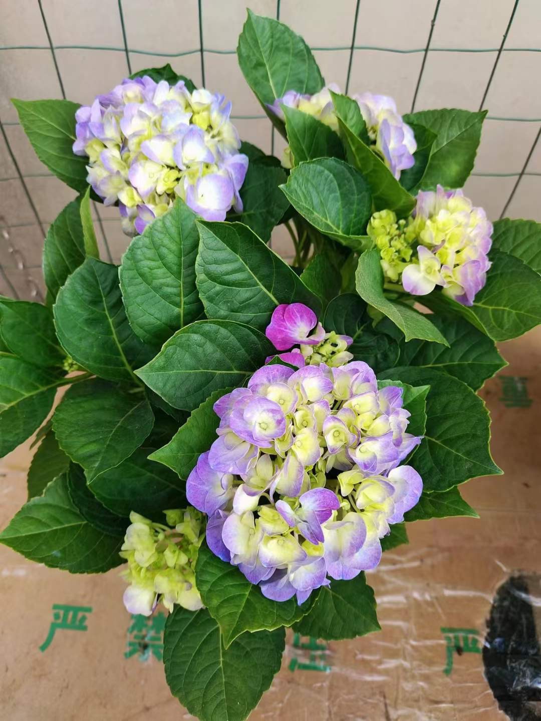 Hoa cẩm tú cầu tím giống cây tốt, bền đẹp tại Đà Nẵng - Hoa Sen Việt 