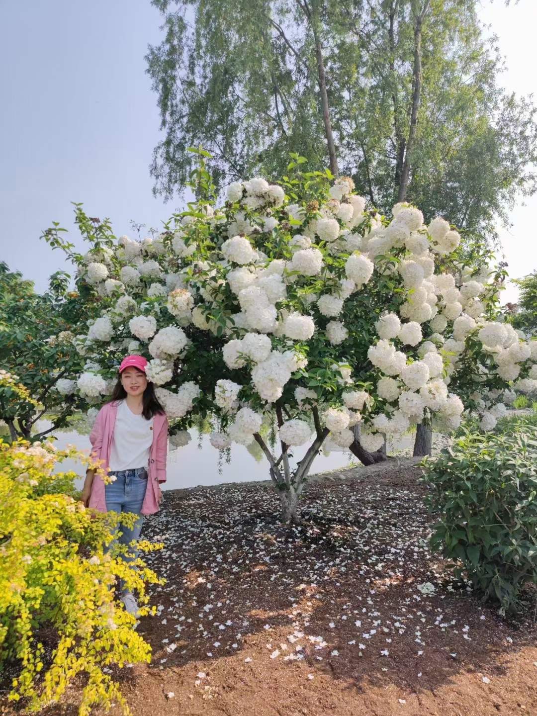 Hoa cẩm tú cầu backround sống ảo siêu xịn cho giới trẻ tại Đà Nẵng - Hoa Sen Việt