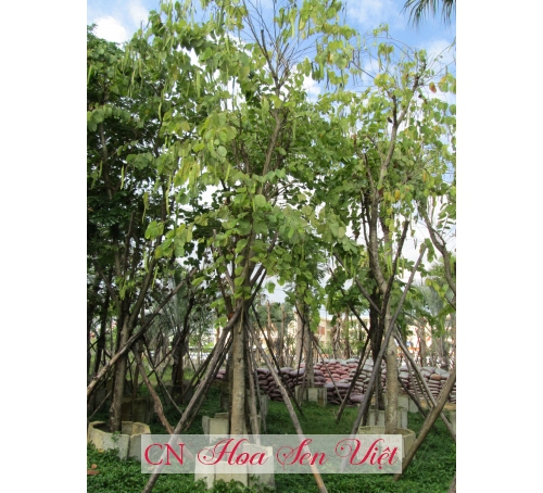 Cây hoàng hậu - Cung cấp, trồng và chăm sóc Cây hoàng hậu Đà Nẵng