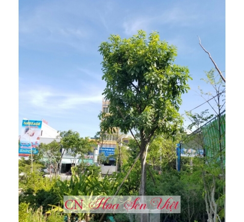 Cây lộc vừng - Cung cấp, trồng và chăm sóc Cây lộc vừng Đà Nẵng