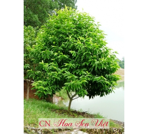 Cây ngọc lan - Cung cấp, trồng và chăm sóc Cây ngọc lan Đà Nẵng