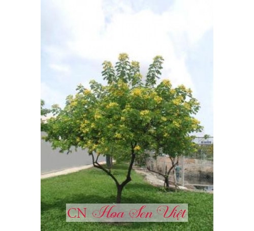 Cây osaka vàng - Cung cấp, trồng và chăm sóc Cây osaka vàng Đà Nẵng