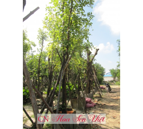 Cây osaka vàng - Cung cấp, trồng và chăm sóc Cây osaka vàng Đà Nẵng