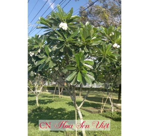 Cây sứ lá tròn - Cung cấp, trồng và chăm sóc Cây sứ lá tròn Đà Nẵng