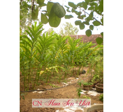 Cây tùng bách tán - Cung cấp, trồng và chăm sóc Cây tùng bách tán Đà Nẵng