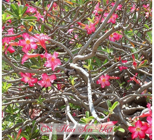 Hoa sứ đỏ - Cung cấp, trồng và chăm sóc Hoa sứ đỏ Đà Nẵng