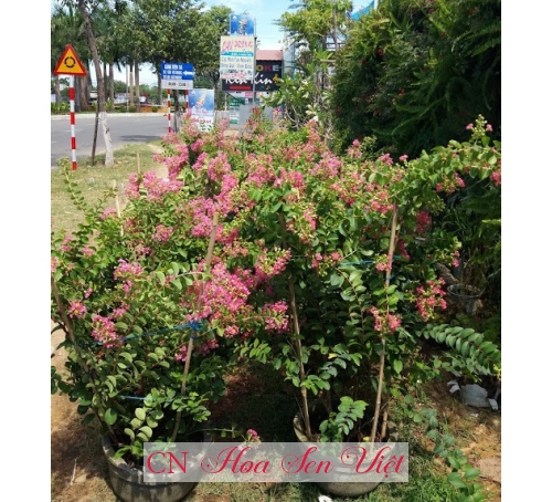 Hoa tường vy - Cung cấp, trồng và chăm sóc Hoa tường vy Đà Nẵng