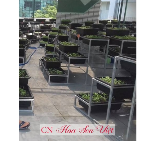 Trồng rau sạch - Cung cấp, trồng và chăm sóc Trồng rau sạch - Đất trồng rau Đà Nẵng