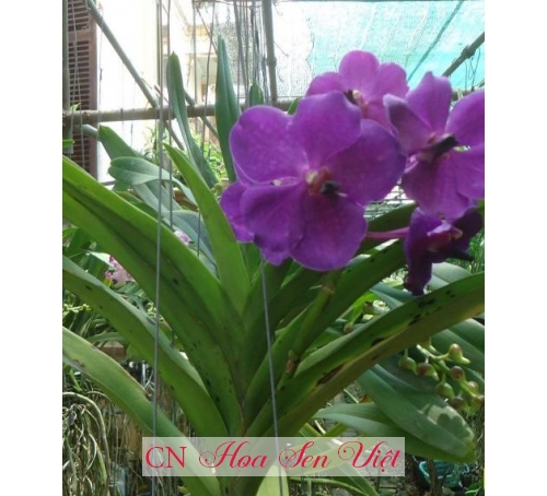 Lan Vanda tím - Cung cấp, trồng và chăm sóc Lan Vanda tím Đà Nẵng