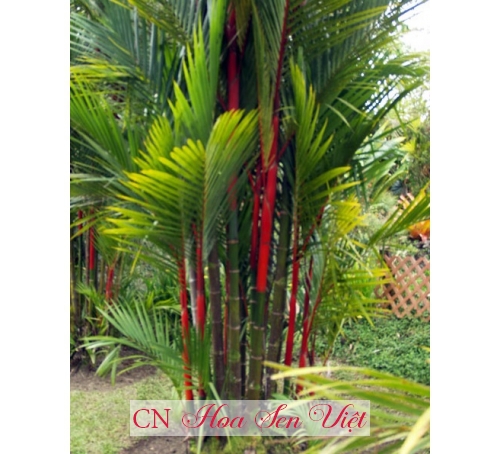Cây cau đỏ - Cung cấp, trồng và chăm sóc Cây cau đỏ Đà Nẵng
