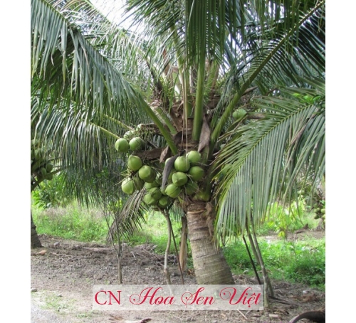 Dừa xiêm xanh - Cung cấp, trồng và chăm sóc Dừa xiêm xanh Đà Nẵng