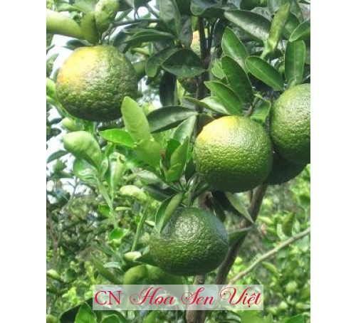 Cây cam sành - Cung cấp, trồng và chăm sóc Cây cam sành Đà Nẵng