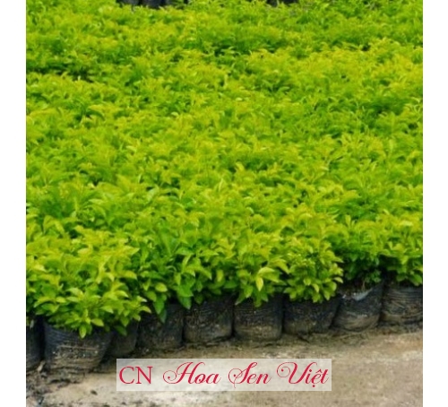 Cây chuổi ngọc - Cung cấp, trồng và chăm sóc Cây chuổi ngọc Đà Nẵng