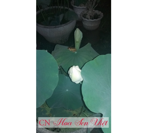 Hoa sen đẹp - Cung cấp, trồng và chăm sóc Hoa sen đẹp Đà Nẵng