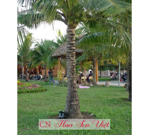 Cây dừa - Cung cấp, trồng và chăm sóc Cây dừa Đà Nẵng