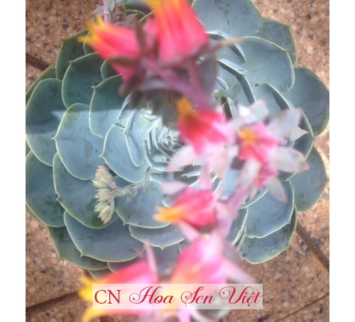 Hoa xương rồng - Cung cấp, trồng và chăm sóc Hoa xương rồng Đà Nẵng