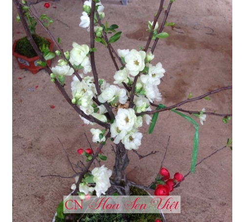 Hoa mai đỏ - Cung cấp, trồng và chăm sóc Hoa mai đỏ Đà Nẵng