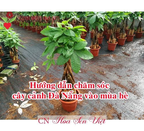 Hướng dẫn chăm sóc cây cảnh vào mùa hè tại Đà Nẵng