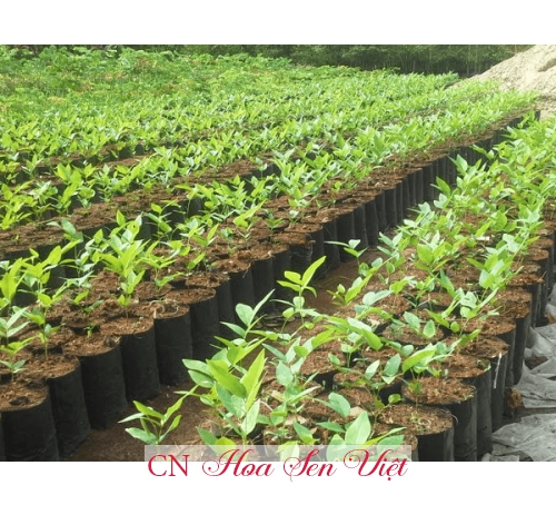 Cây muồng hoàng yến - Giá bán, cách trồng và chăm sóc cây muồng hoàng yến