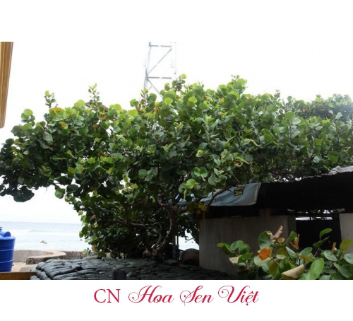 Cây nho biển - Giá bán, cách trồng và chăm sóc cây nho biển