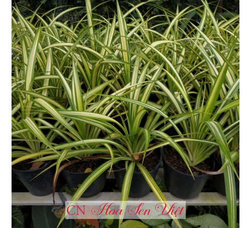 Cây thùa vàng sọc - Giá bán, cách trồng và chăm sóc cây thùa vàng sọc