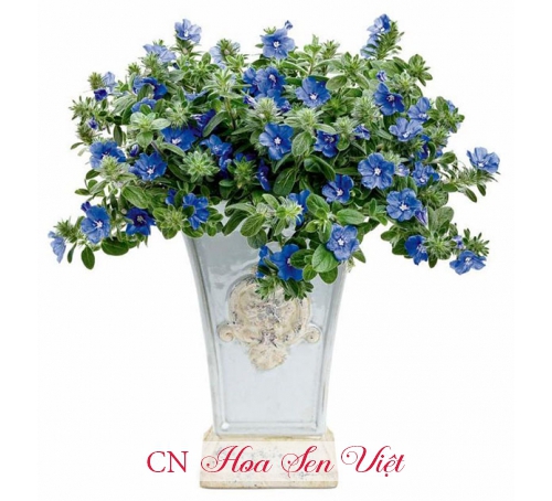 Cây hoa thanh tú - Giá bán, cách trồng và chăm sóc cây hoa thanh tú