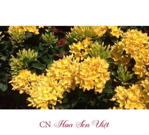 Hoa trang thái - Giá bán, cách trồng và chăm sóc cây hoa trang thái