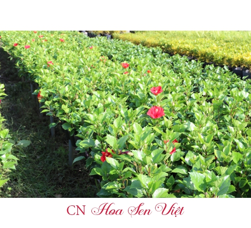 Hoa râm bụt Thái - Giá bán, cách trồng và chăm sóc hoa râm bụt Thái