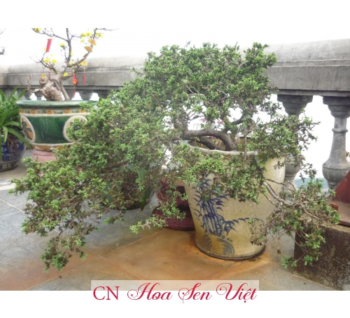 Cây tùng xà - Giá bán, cách trồng và chăm sóc cây tùng xà