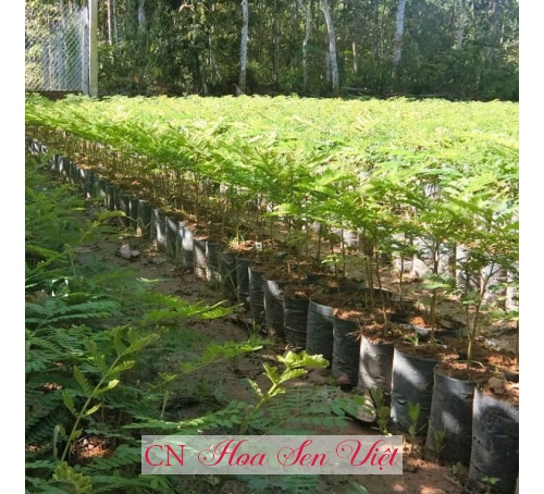 Cây lim xẹt - Giá bán, cách trồng và chăm sóc cây lim xẹt