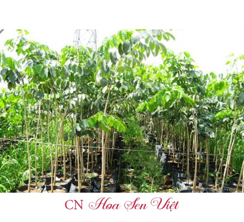 Cây gõ đỏ - Giá bán, cách trồng và chăm sóc cây gõ đỏ