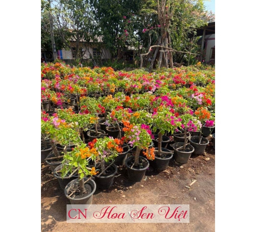 Hoa giấy Thái Lan - Giá bán, cách trồng và chăm sóc hoa giấy Thái Lan