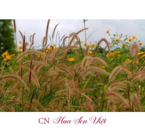 Cỏ lau đỏ (cỏ đuôi chồn)- cỏ lay đỏ