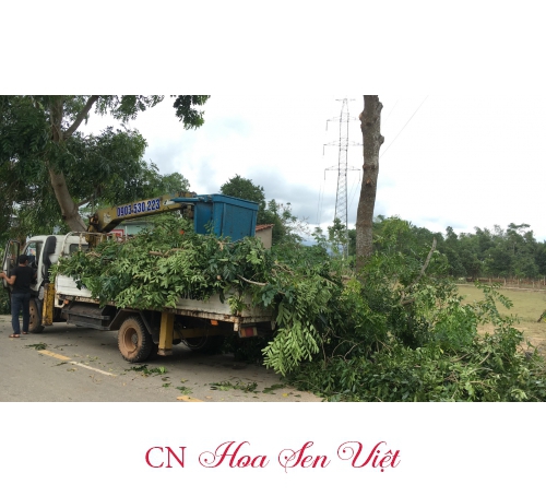 Dịch vụ cắt tỉa cây xanh, chặt cây xanh Đà Nẵng