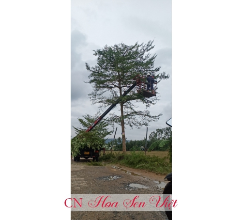 Dịch vụ cắt tỉa cây cảnh Đà Nẵng, chặt cây di dời cây công trình, cây bóng mát