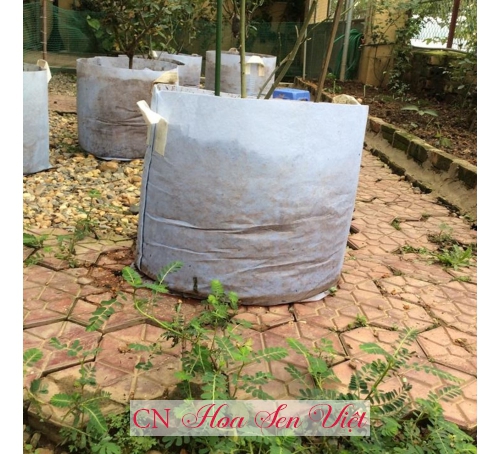 Túi vải địa trồng cây