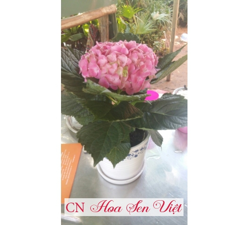Hoa Cẩm tú cầu - Cung cấp, trồng và chăm sóc Hoa Cẩm tú cầu Đà Nẵng
