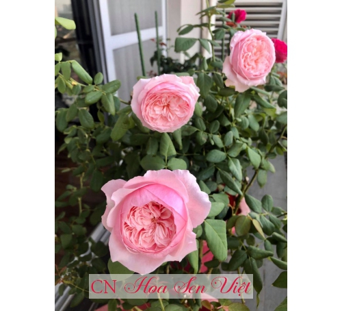 Hoa hồng nhập đẹp Đà Nẵng
