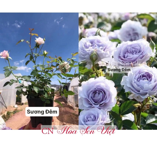Hoa hồng - Cung cấp, trồng và chăm sóc Hoa hồng Đà Nẵng