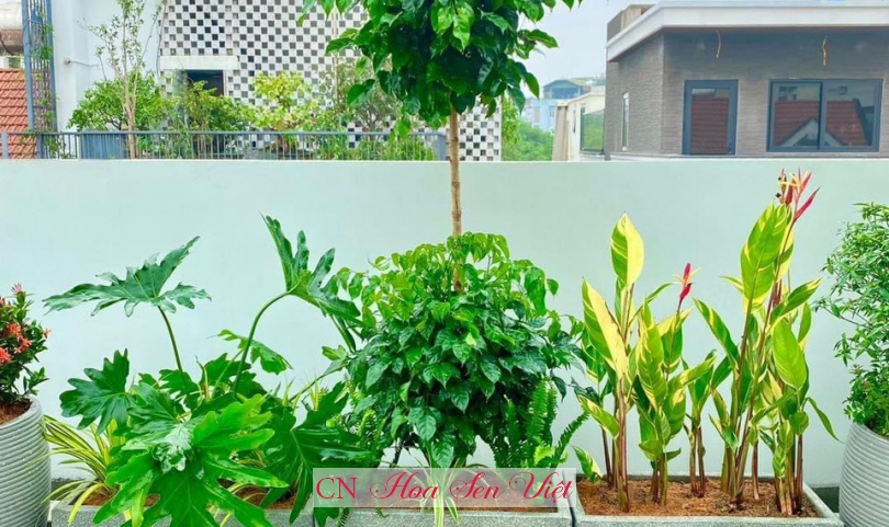 Chậu trồng cây xi măng tại Đà Nẵng