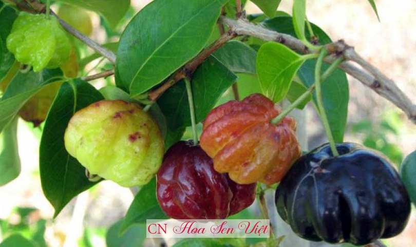 Cây Cherry Surinam