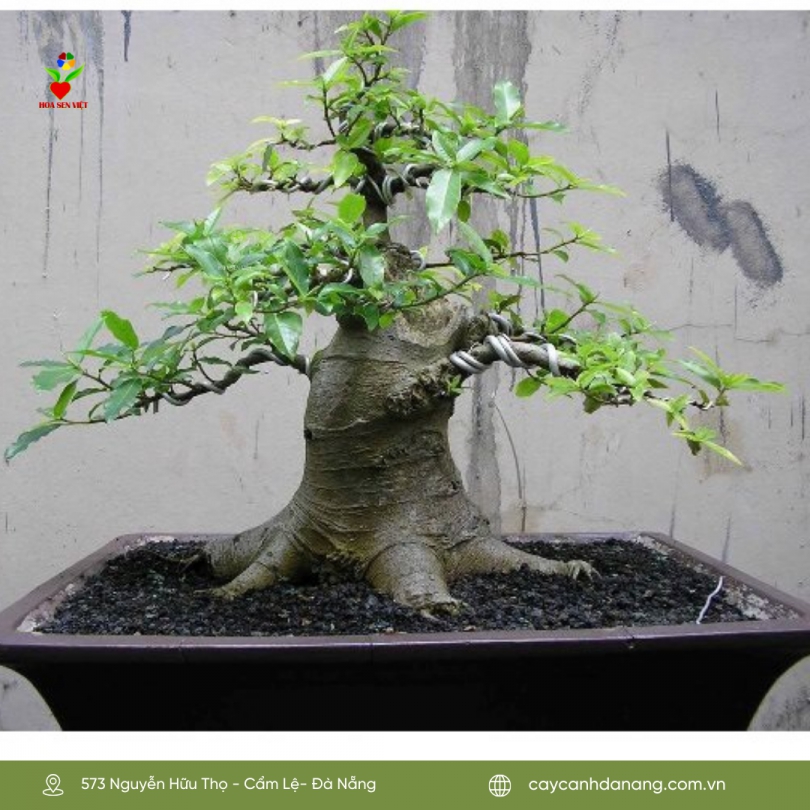Kẽm uốn cây – Dây nhôm quấn bonsai, cây cảnh
