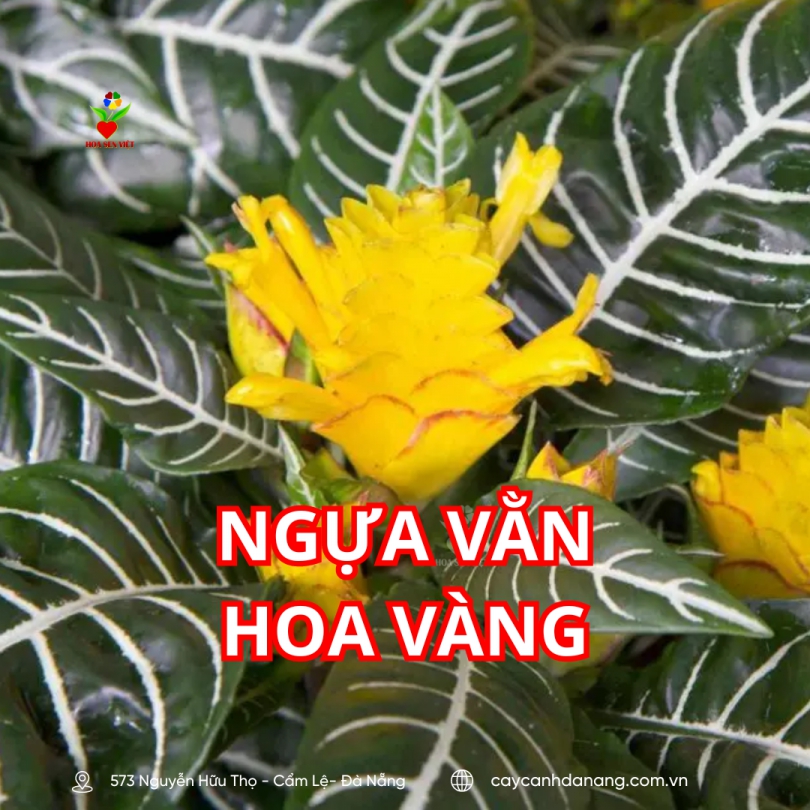 Ngựa Vằn Hoa Vàng