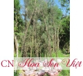 Cây dương liễu - Cung cấp, trồng và chăm sóc Cây dương liễu Đà Nẵng
